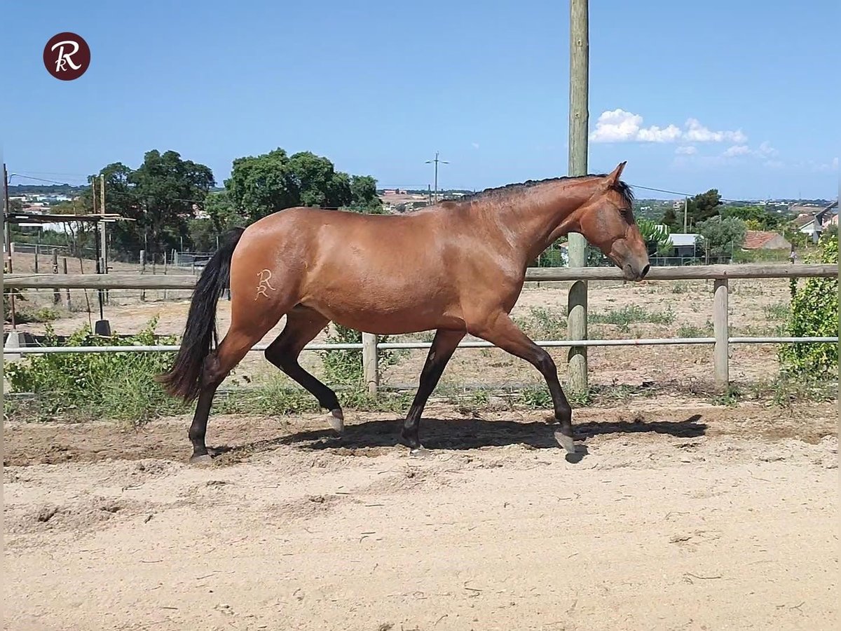 Lusitanos Stute 4 Jahre 156 cm Rotbrauner in Coruche