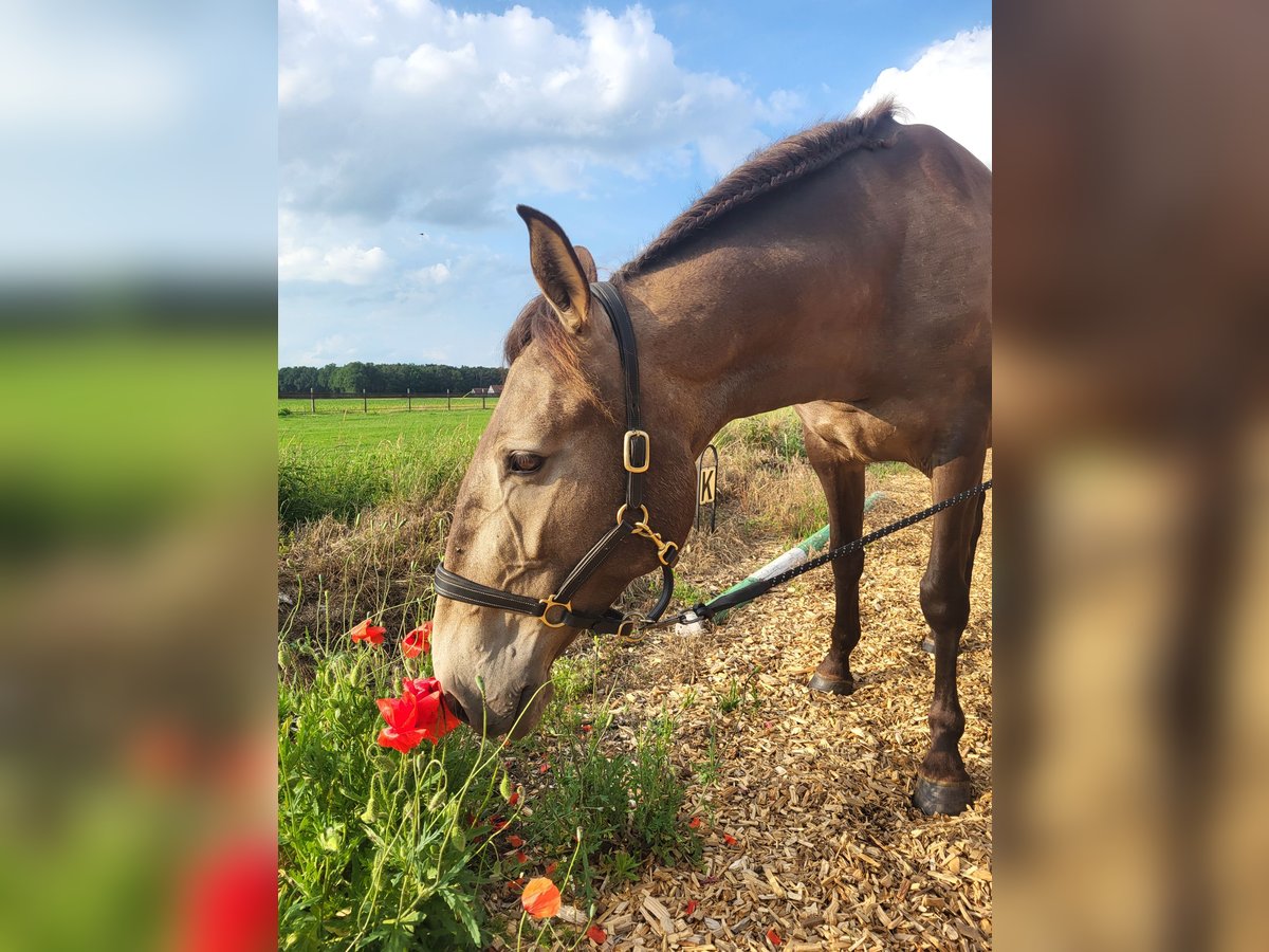 Lusitanos Stute 4 Jahre 157 cm Falbe in Halle