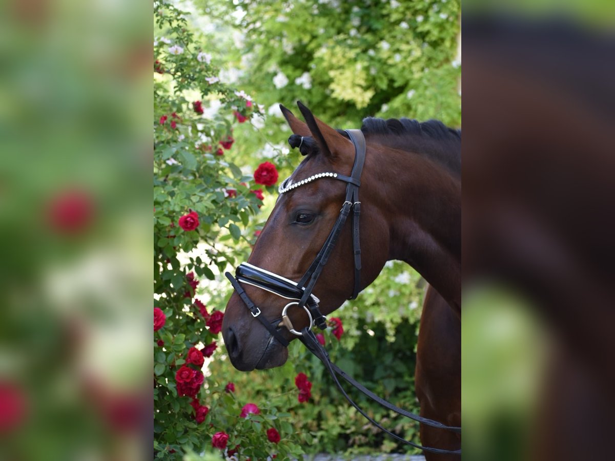 Lusitanos Stute 4 Jahre 160 cm Brauner in Weilheim in Oberbayern