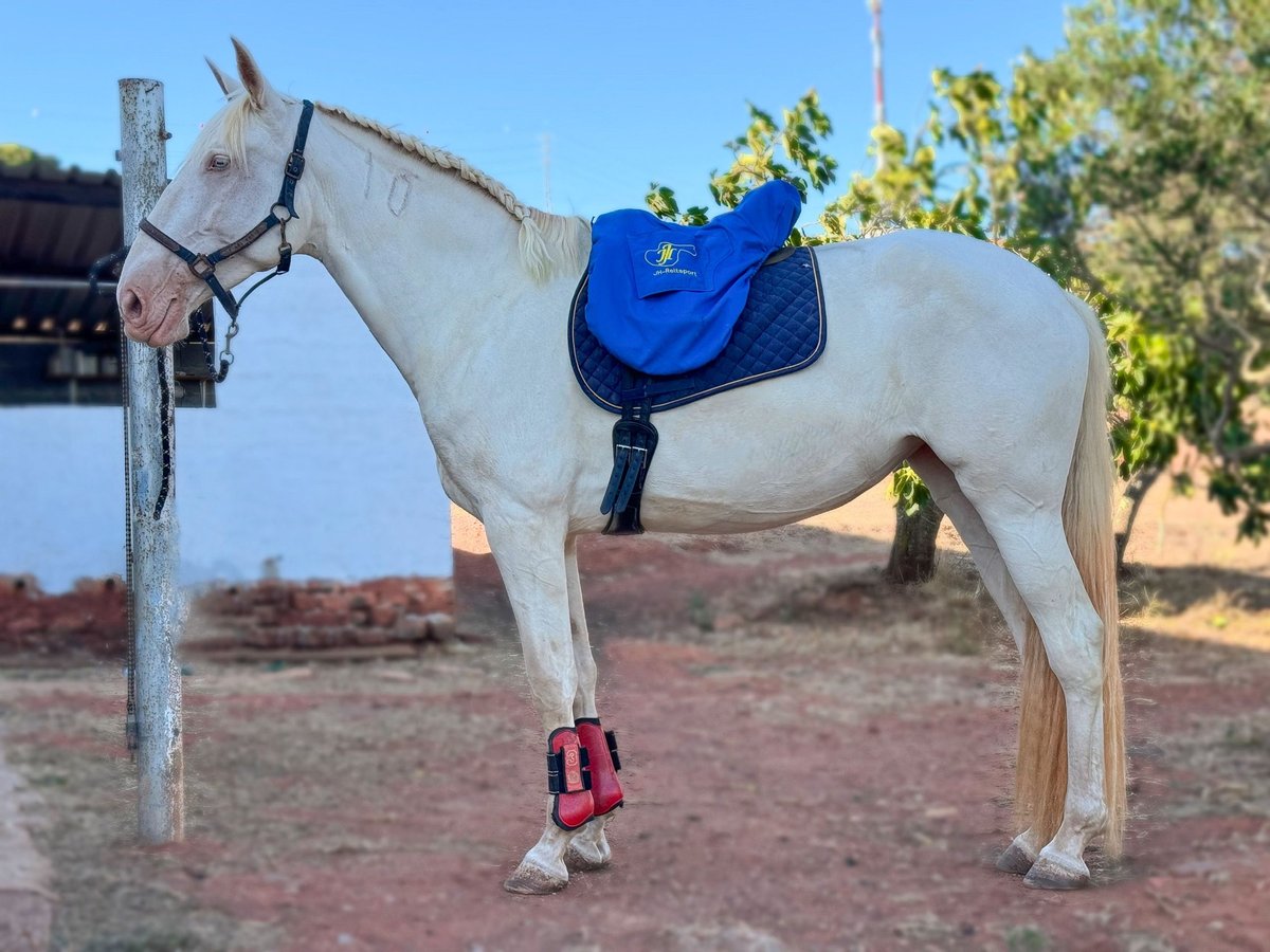 Lusitanos Stute 4 Jahre 166 cm Cremello in Olheiros