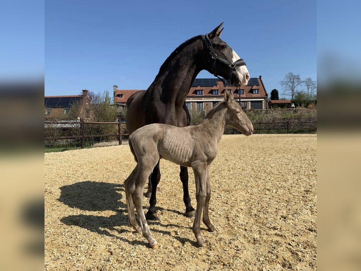 Lusitanos Stute 4 Jahre 166 cm Cremello in Borgo Podgora