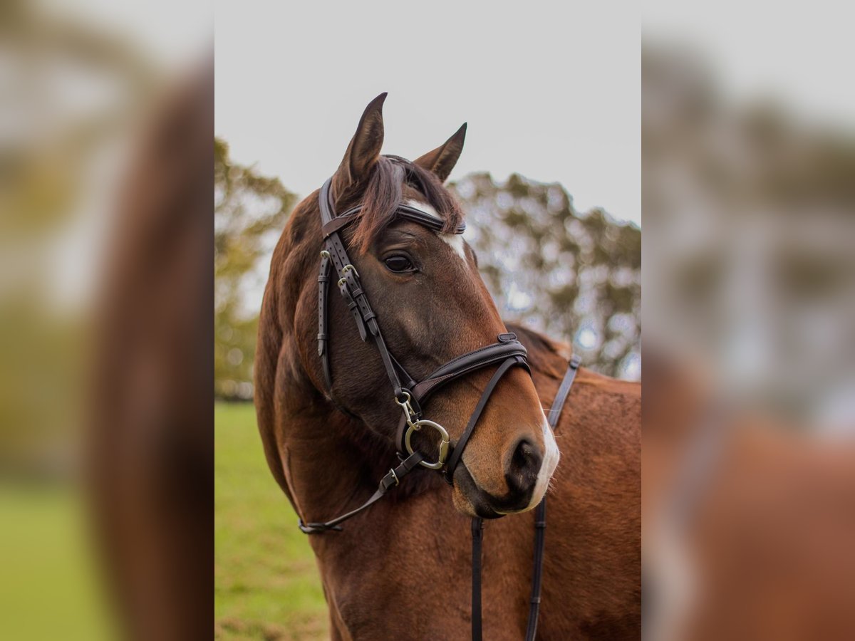 Lusitanos Stute 4 Jahre Brauner in Gro&#xDF;-Umstadt
