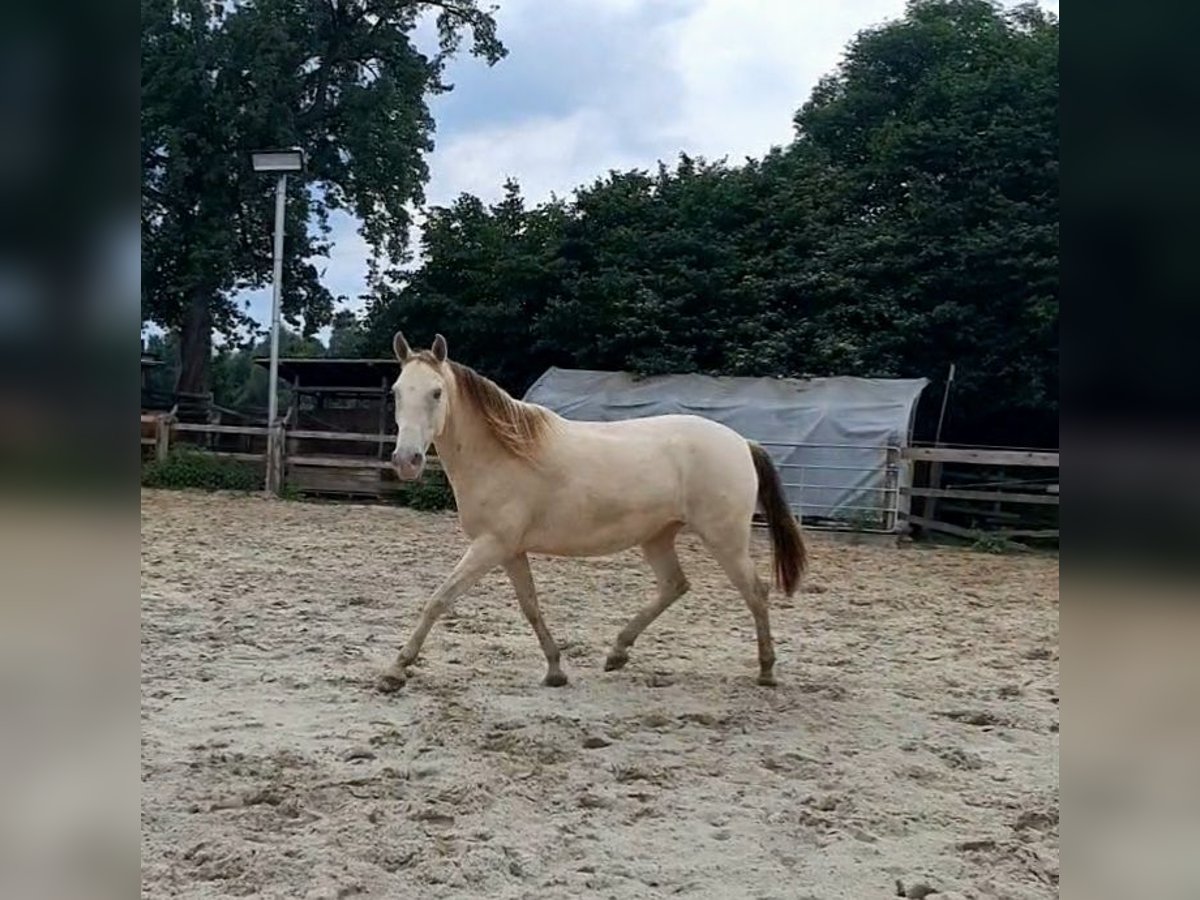 Lusitanos Mix Stute 5 Jahre 147 cm Champagne in R&#xF6;dinghausen