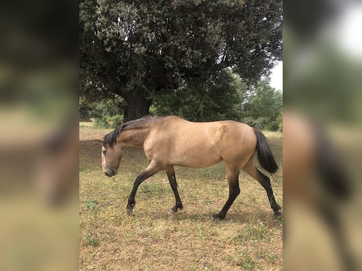 Lusitanos Stute 5 Jahre 156 cm Falbe in El Escorial