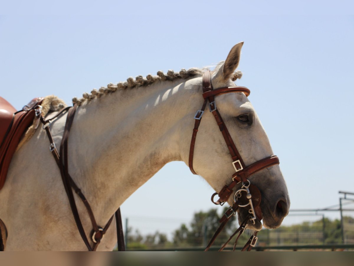 Lusitanos Stute 5 Jahre 158 cm Rotschimmel in Silves