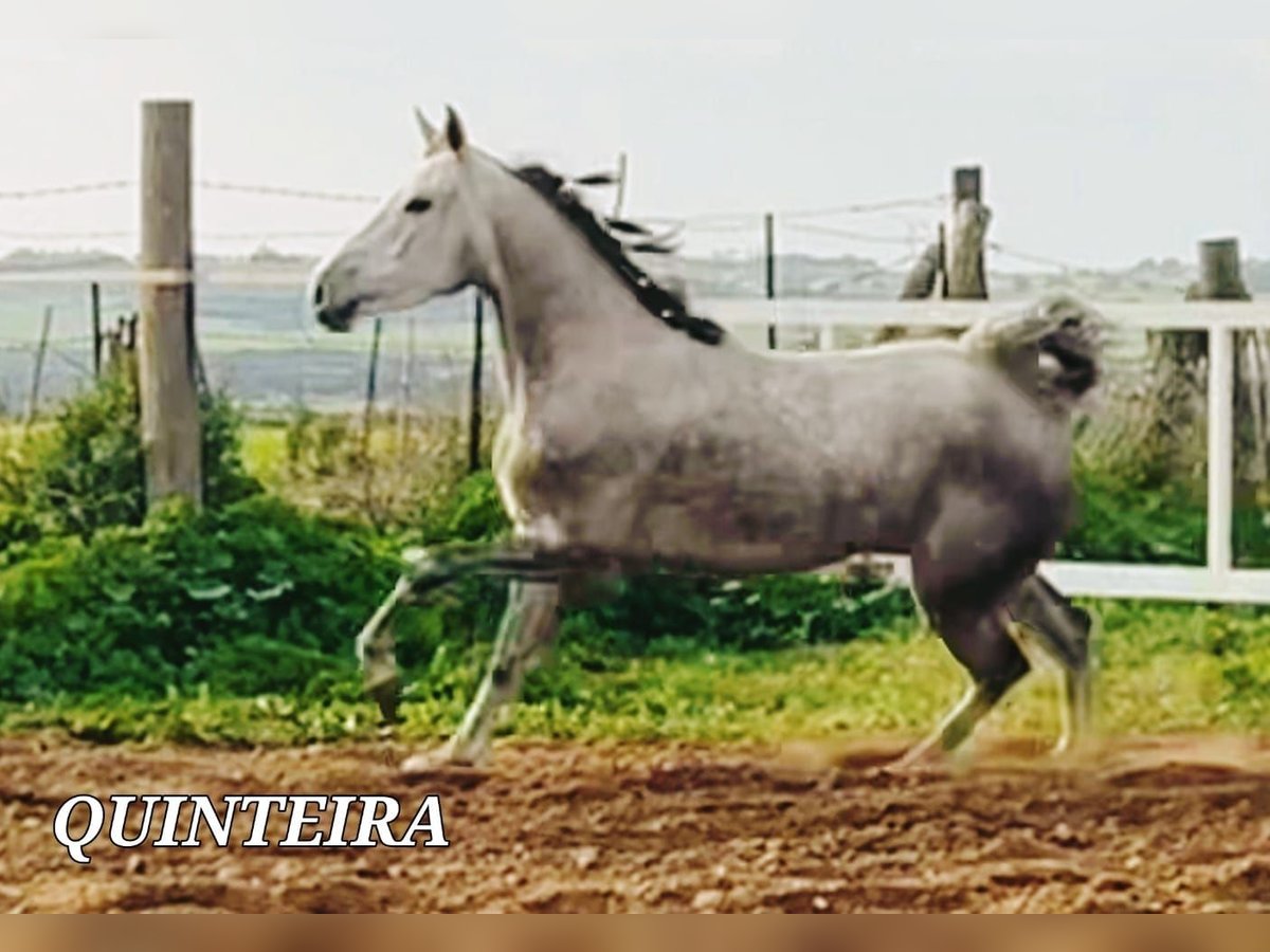 Lusitanos Mix Stute 5 Jahre 161 cm in Chiclana de la Frontera