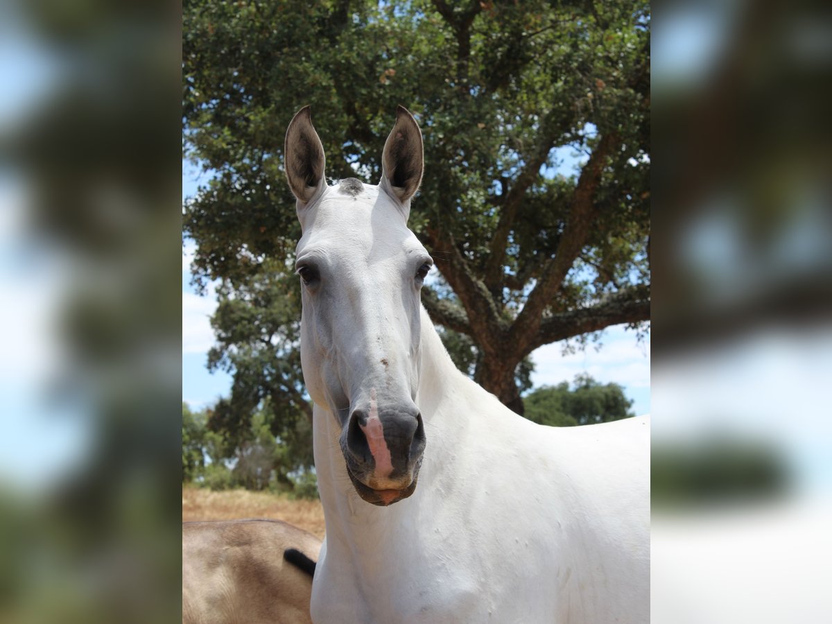 Lusitanos Stute 6 Jahre 164 cm Schimmel in alc&#xE1;cer do sal