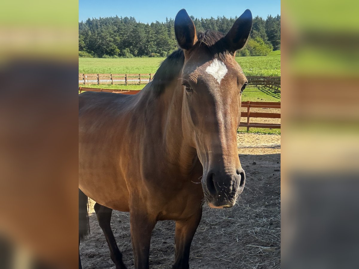 Lusitanos, Stute in Gößweinstein