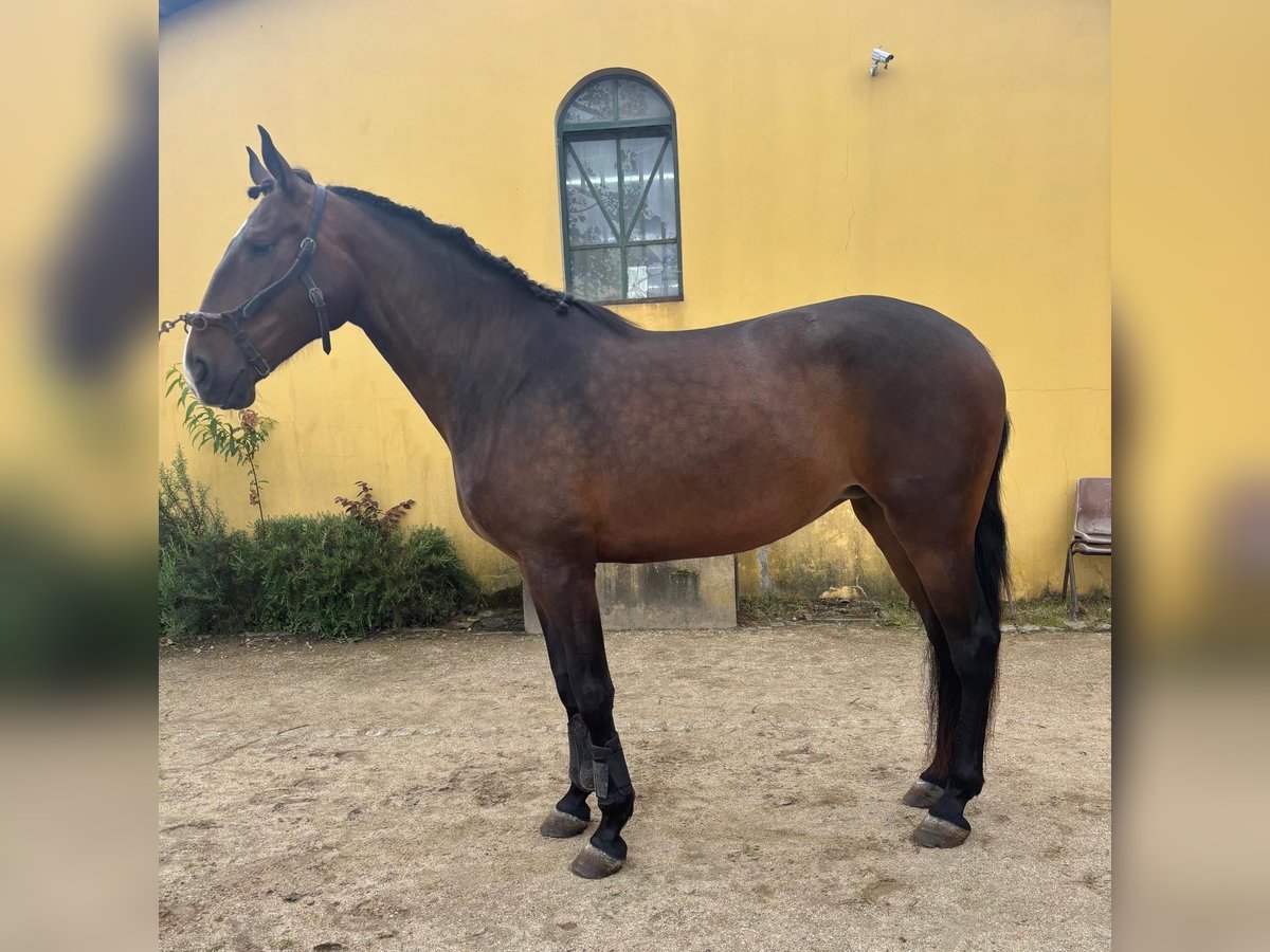 Lusitanos Stute 6 Jahre 169 cm Brauner in Rio Maior