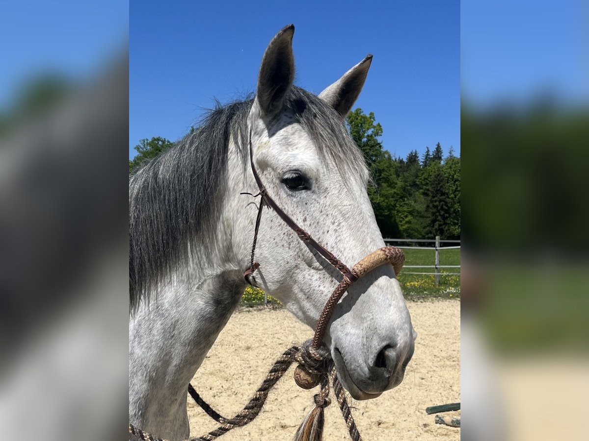 Lusitanos Stute 6 Jahre Apfelschimmel in Amlikon-Bissegg