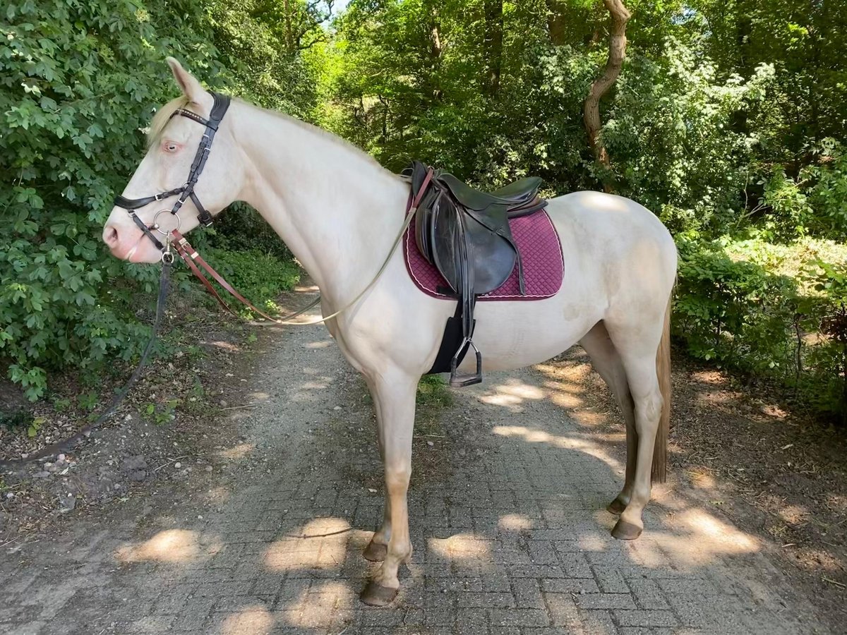 Lusitanos Stute 7 Jahre 150 cm Perlino in OmmeN