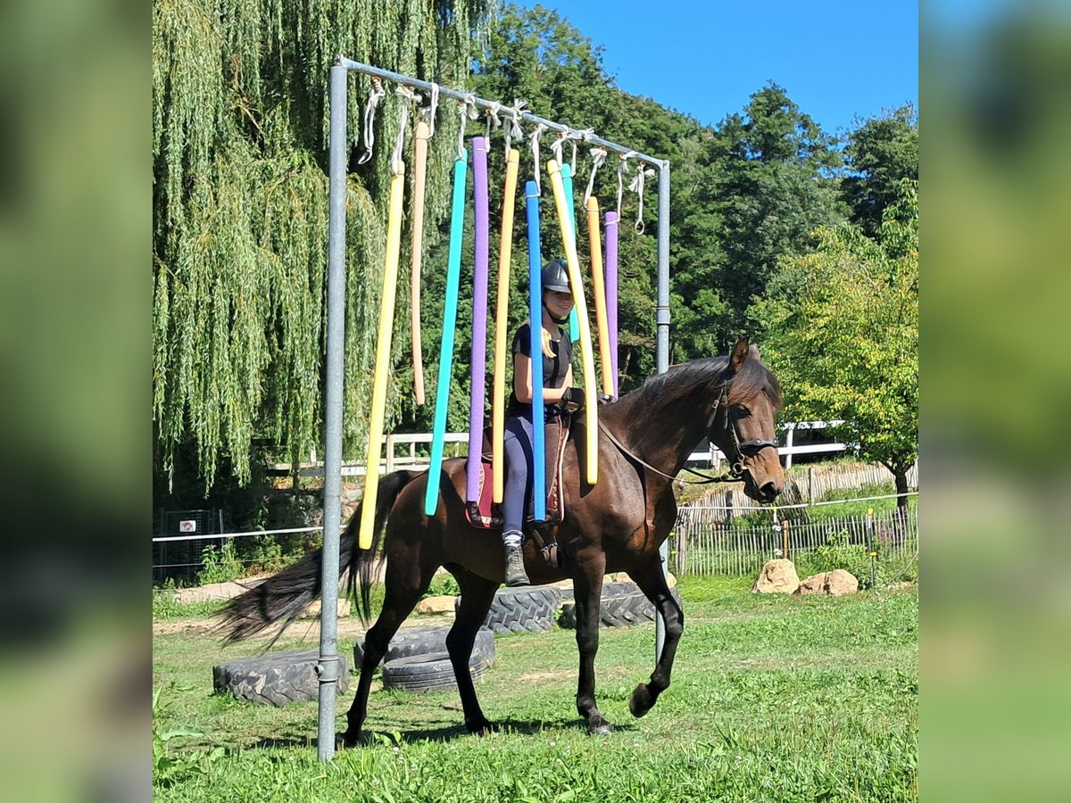 Lusitanos Stute 7 Jahre 152 cm Brauner in Bayerbach