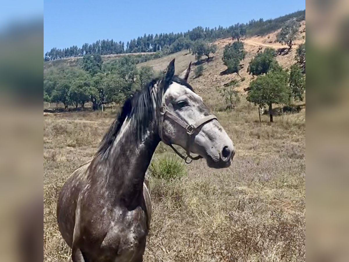 Lusitanos Stute 7 Jahre 156 cm Rappschimmel in S&#xE3;o Teot&#xF3;nio