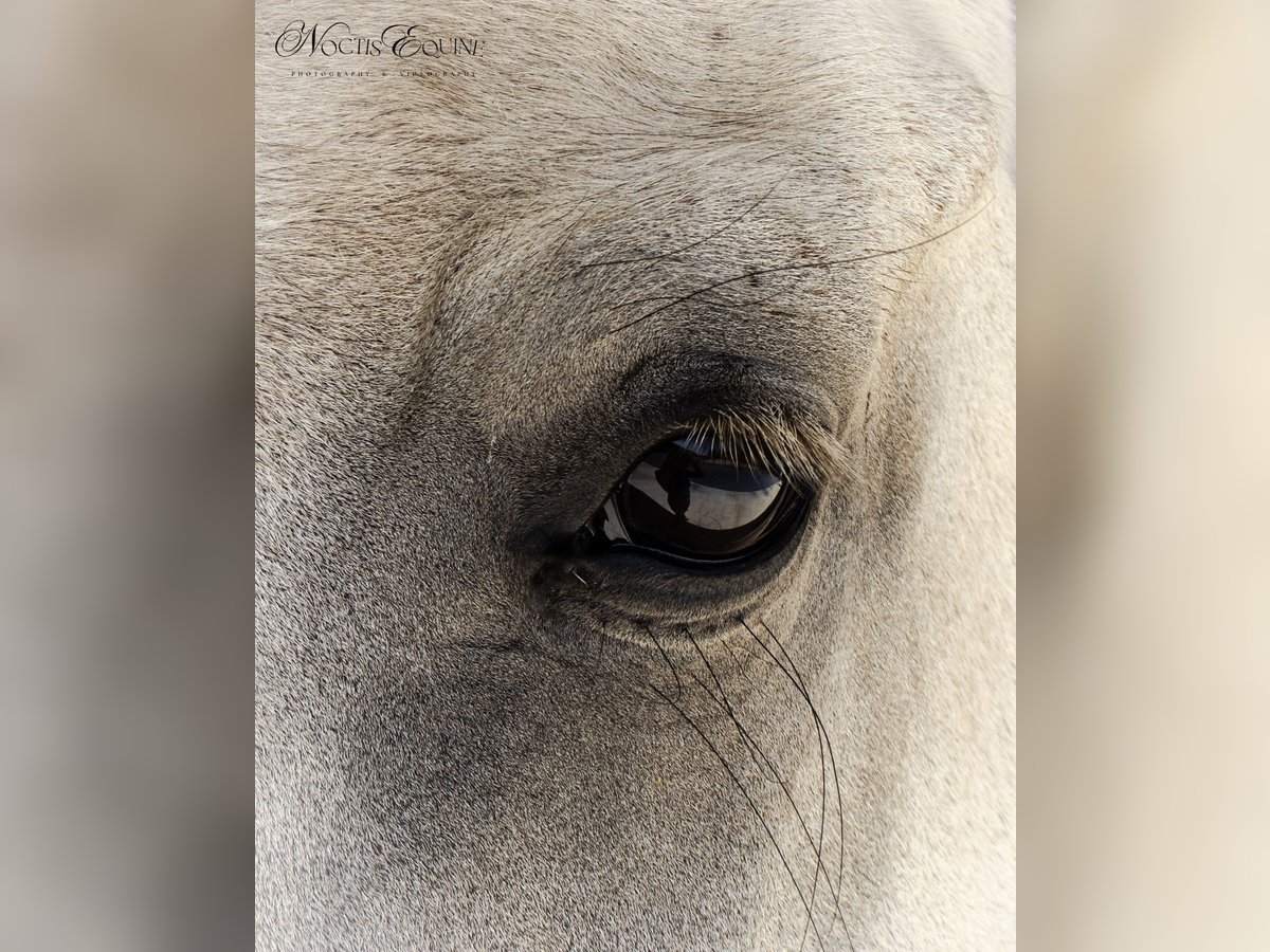 Lusitanos Stute 7 Jahre 161 cm Rotschimmel in S&#xE3;o Teot&#xF3;nio