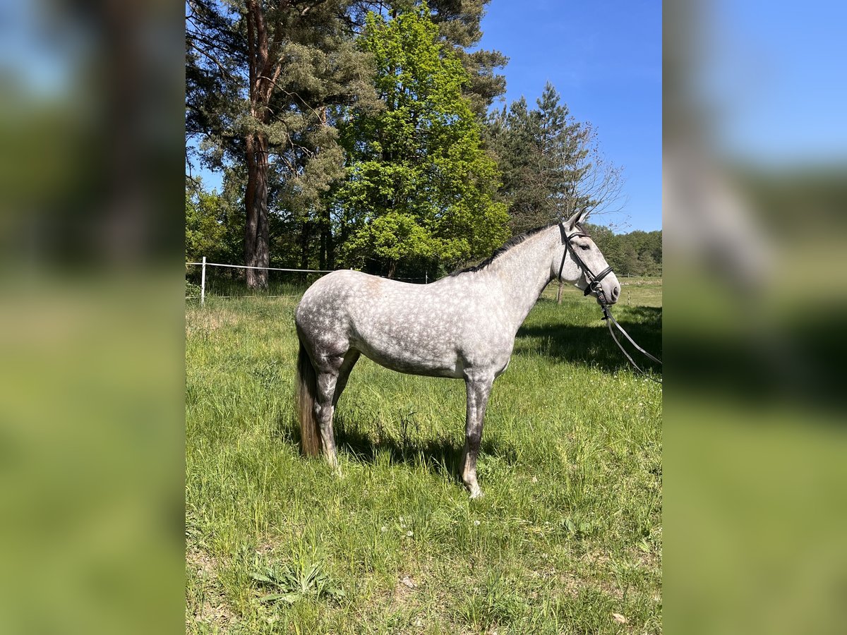 Lusitanos Stute 7 Jahre 165 cm Apfelschimmel in Eickhof