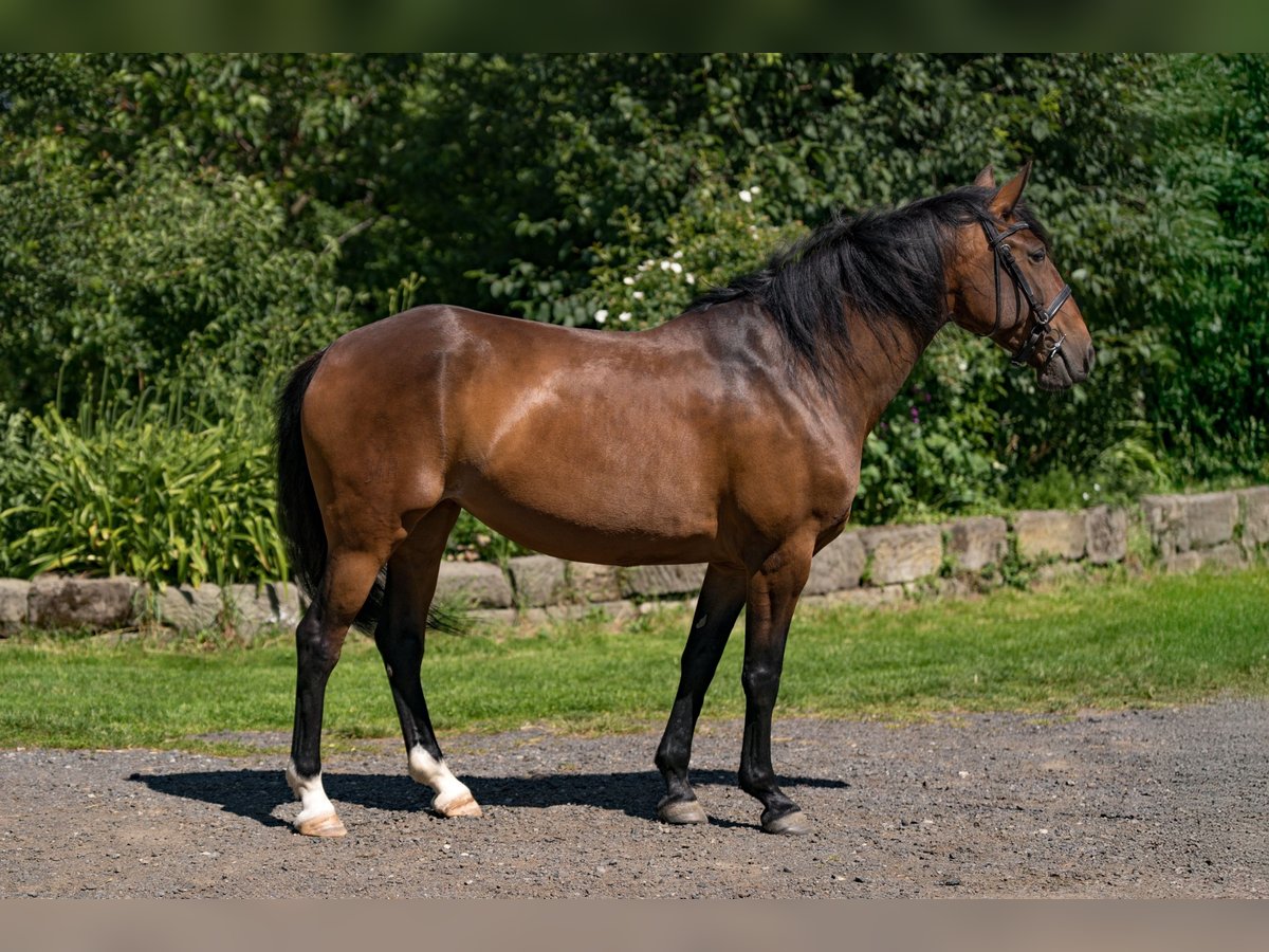 Lusitanos Stute 8 Jahre 155 cm Dunkelbrauner in Zakupy