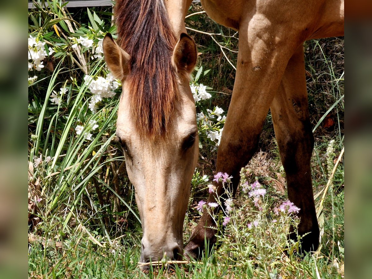 Lusitanos Stute 8 Jahre 158 cm Falbe in Chiclana de la Frontera