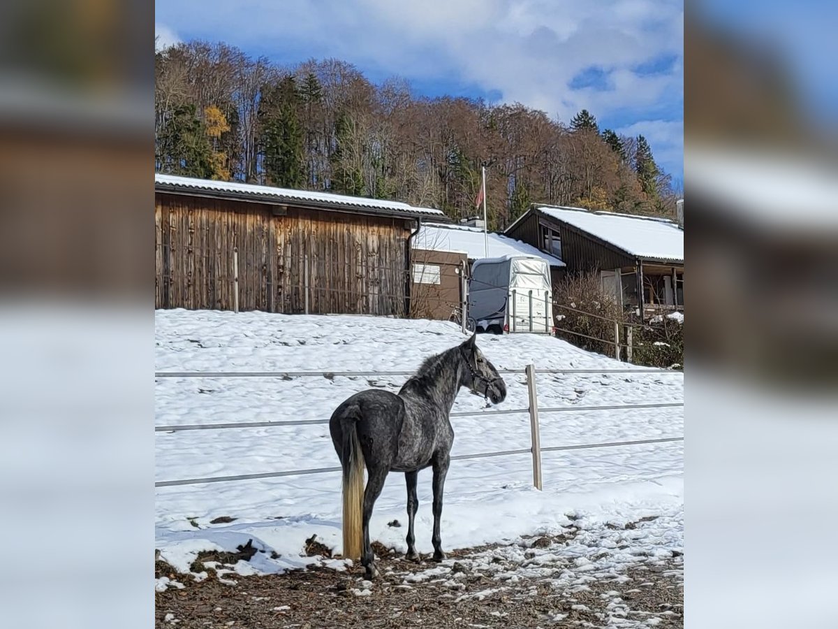 Lusitanos Stute 8 Jahre 159 cm Fliegenschimmel in Postfeld
