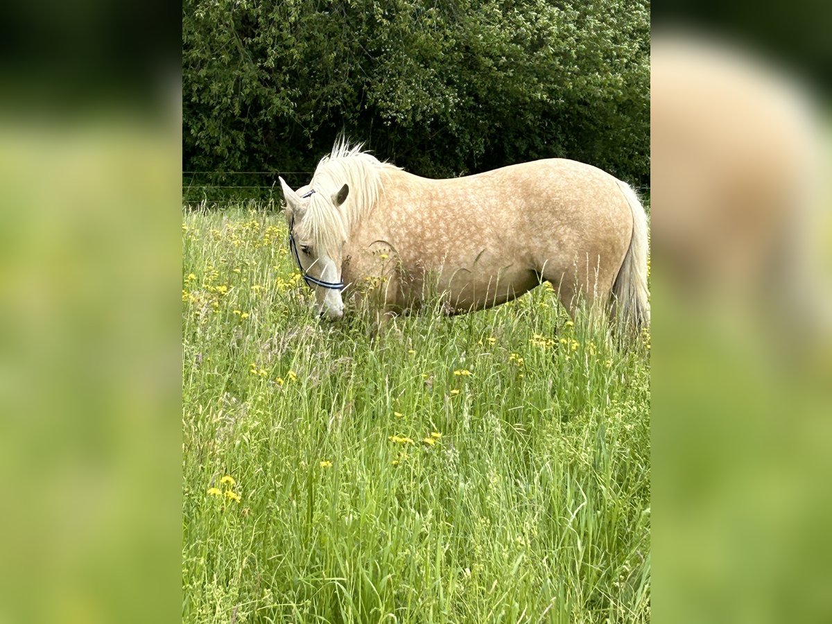 Lusitanos Stute 9 Jahre 150 cm Palomino in Waldkraiburg