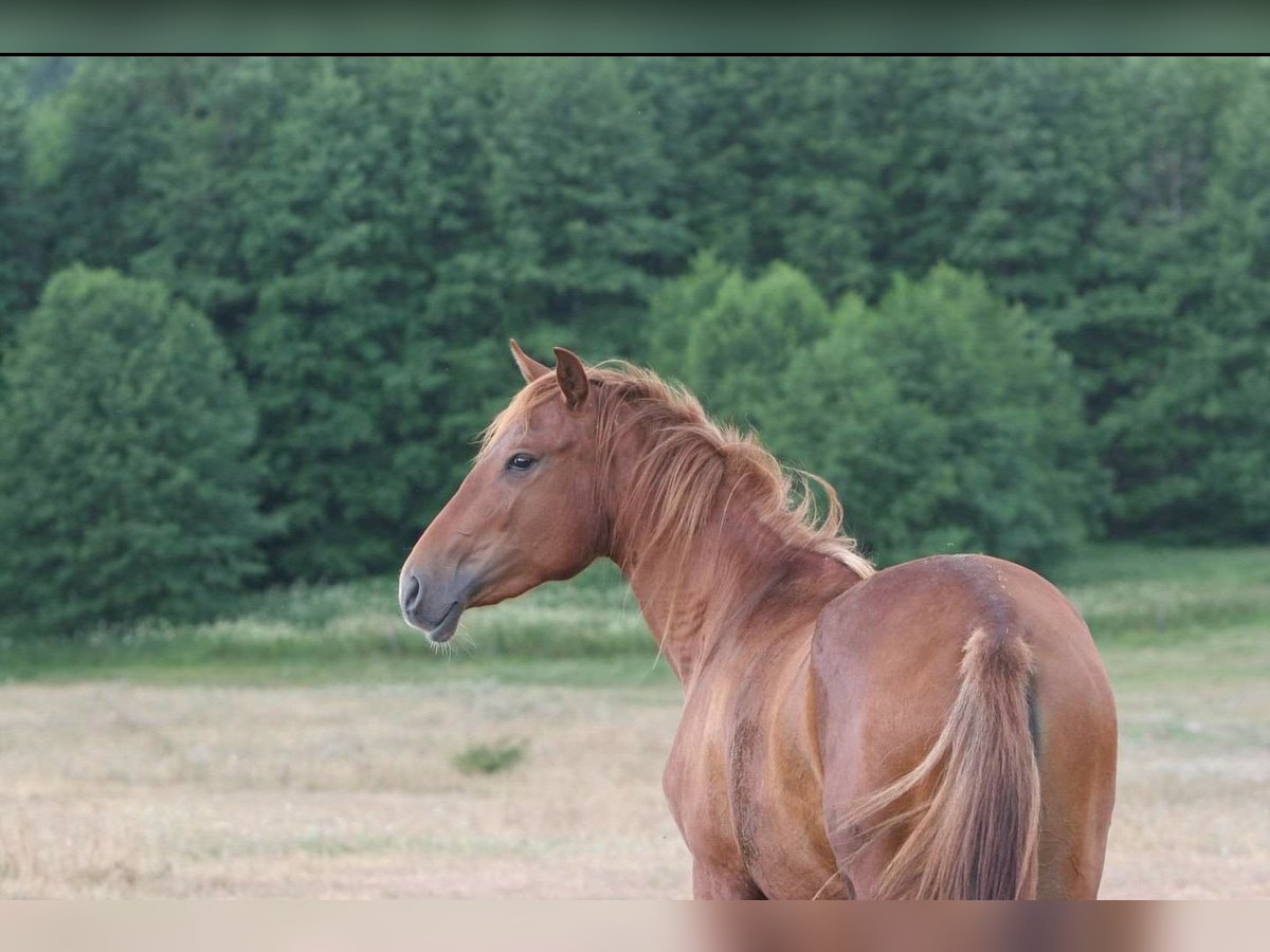 Lusitanos Stute 9 Jahre 154 cm Fuchs in Lahr/Schwarzwald
