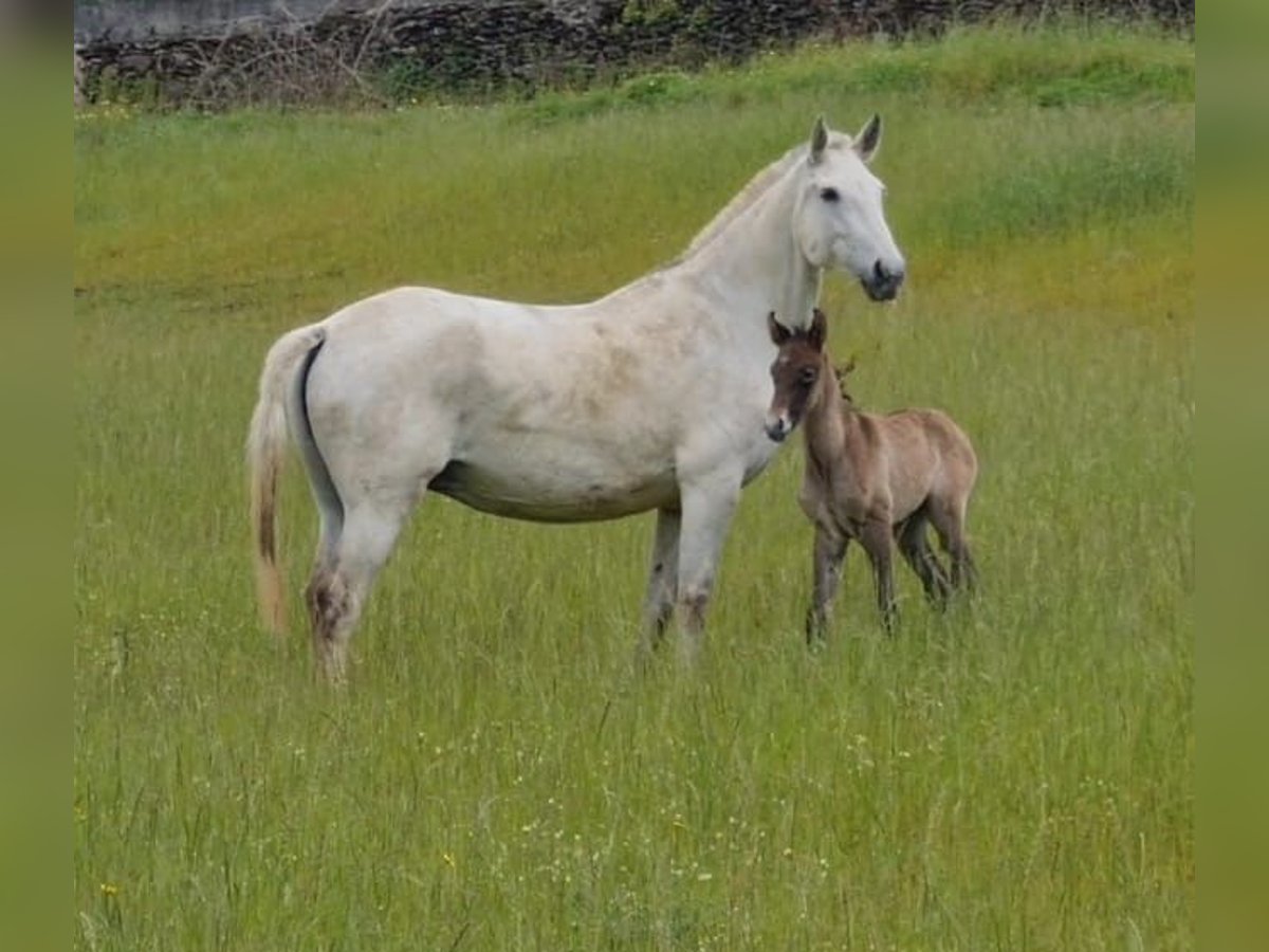 Lusitanos Stute 9 Jahre 162 cm Schimmel in Felgueiras