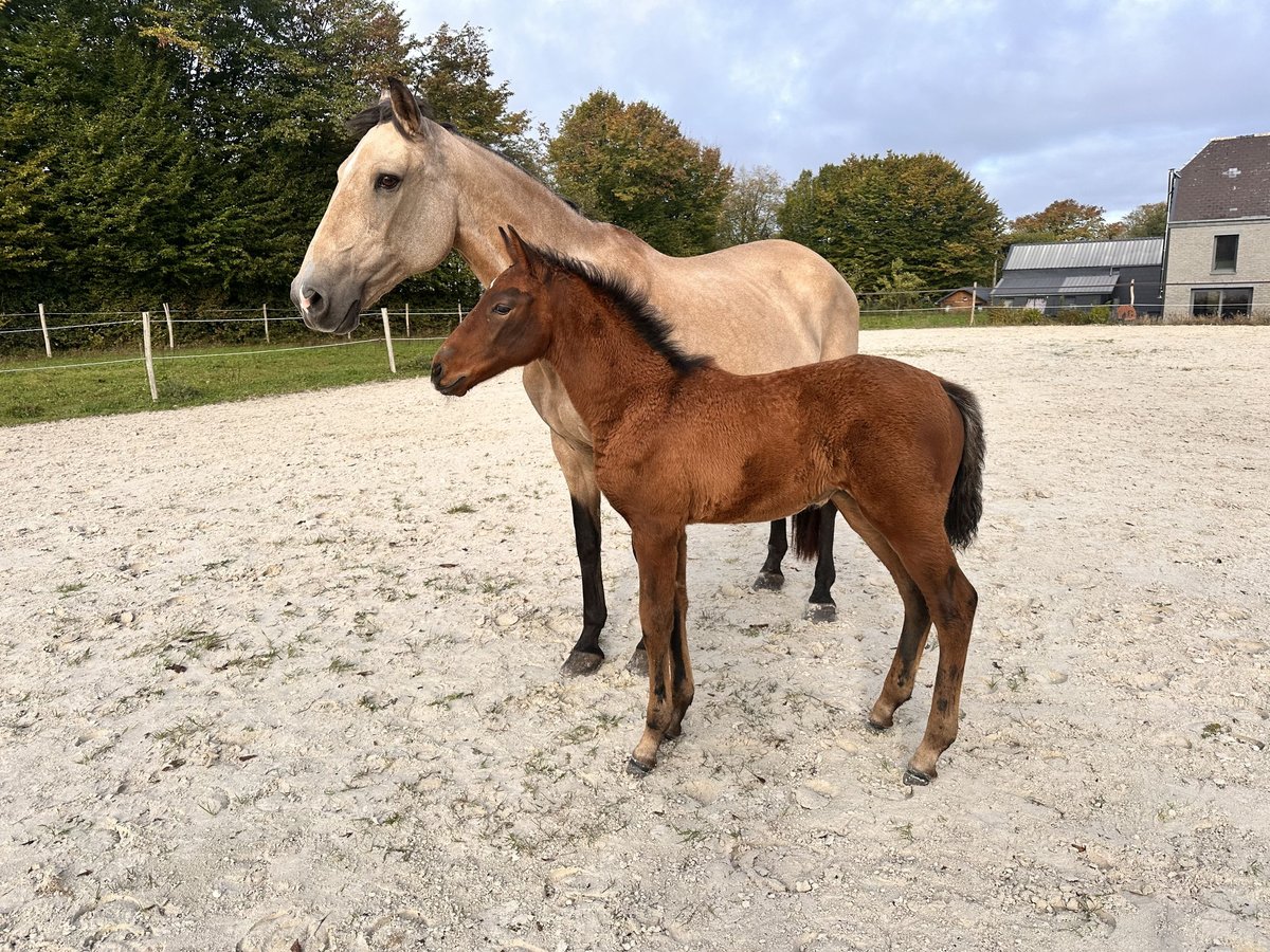 Lusitanos Stute Fohlen (08/2025) 164 cm Brauner in Cul-des-Sarts