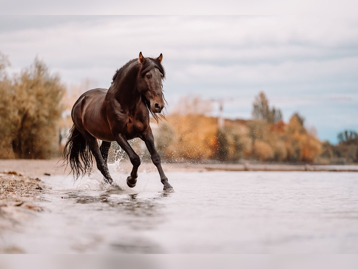 Lusitanos Mix Wallach 10 Jahre 153 cm Dunkelbrauner in Überlingen