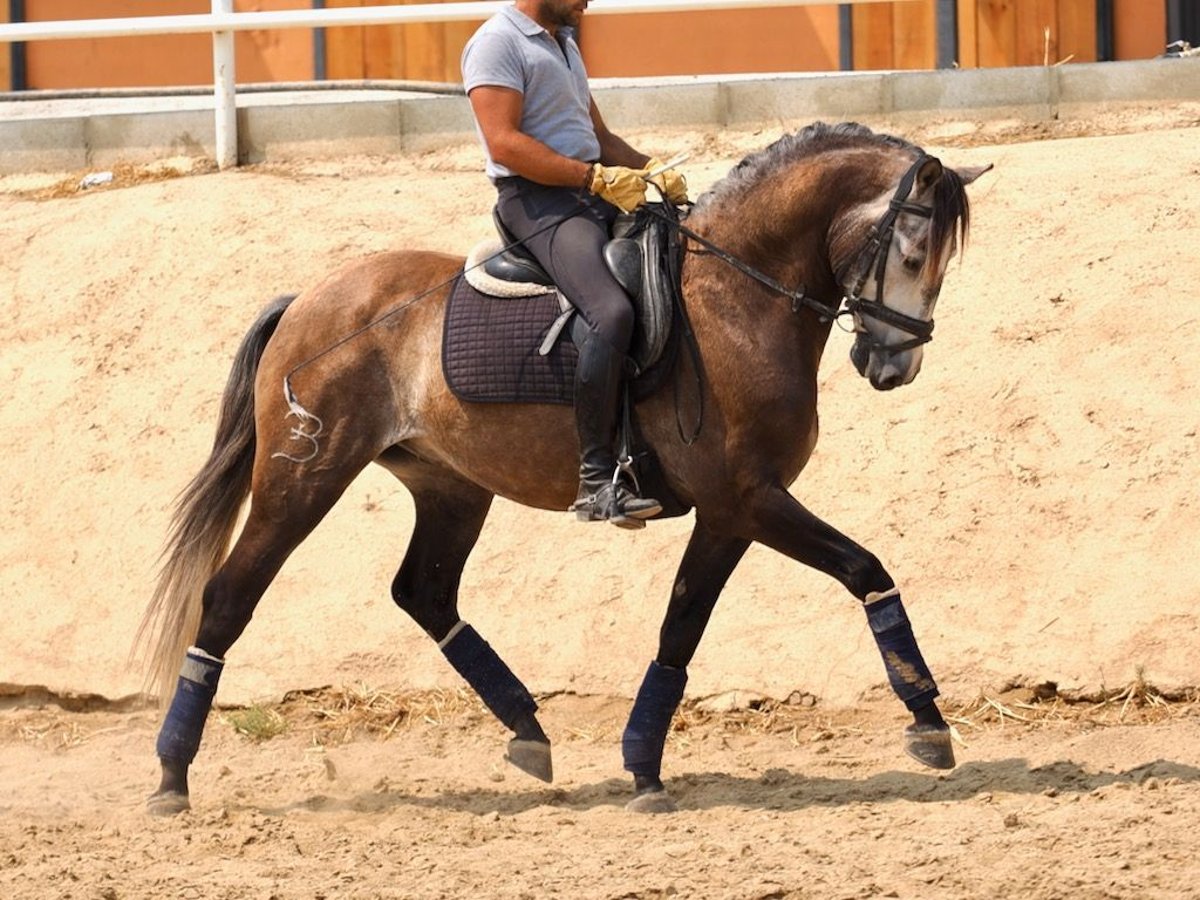 Lusitanos Wallach 10 Jahre 161 cm Schimmel in Navas Del Madro&#xF1;o