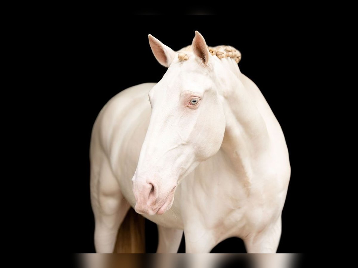 Lusitanos Wallach 10 Jahre 163 cm Perlino in Loxahatchee, FL