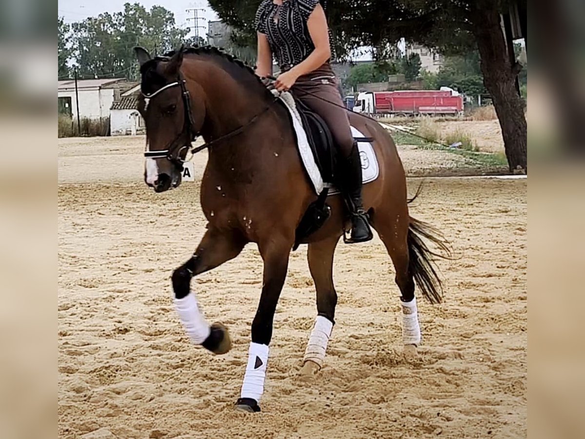 Lusitanos Wallach 10 Jahre 164 cm Brauner in Martfeld