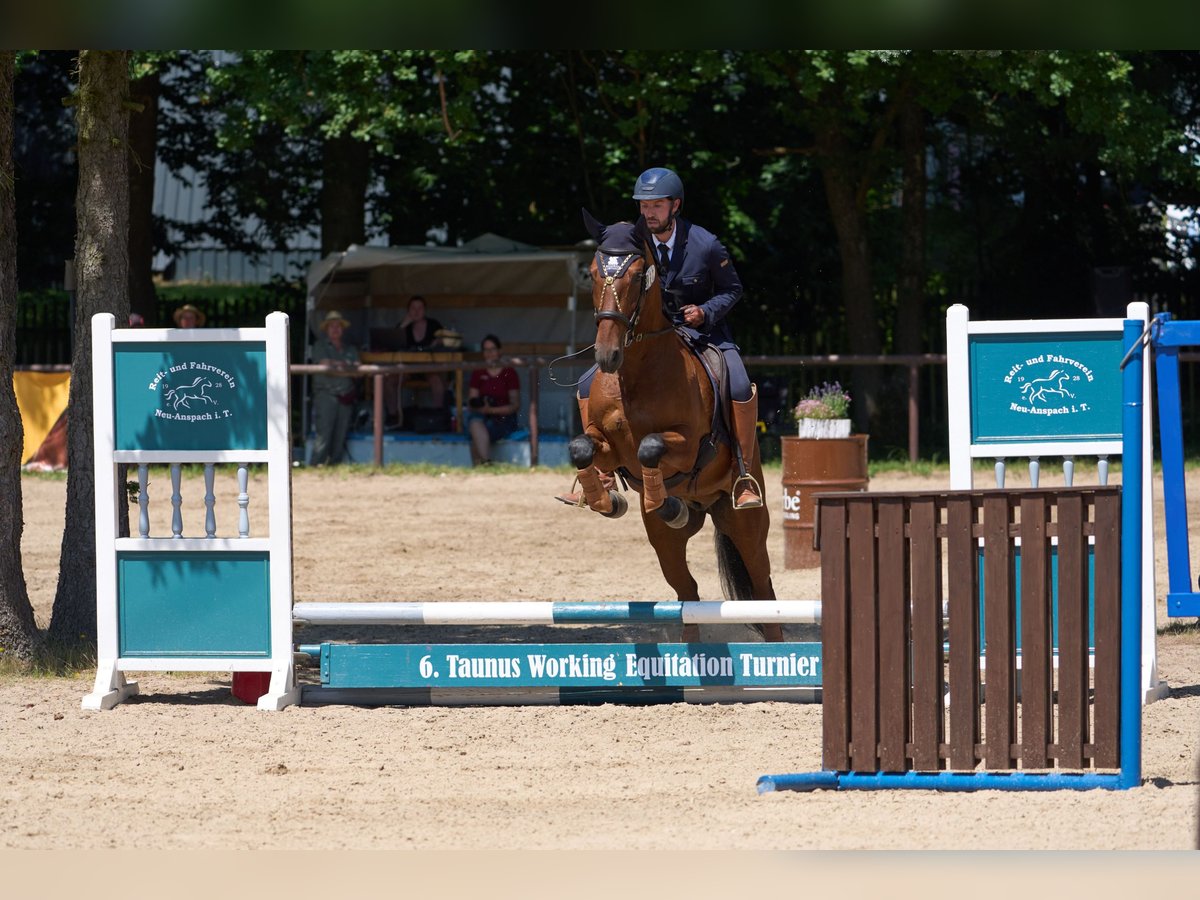 Lusitanos Wallach 10 Jahre 164 cm Brauner in Pfullingen