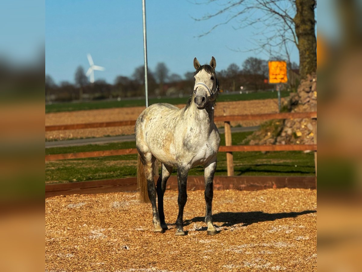 Lusitanos Wallach 10 Jahre 165 cm Apfelschimmel in Stemwede