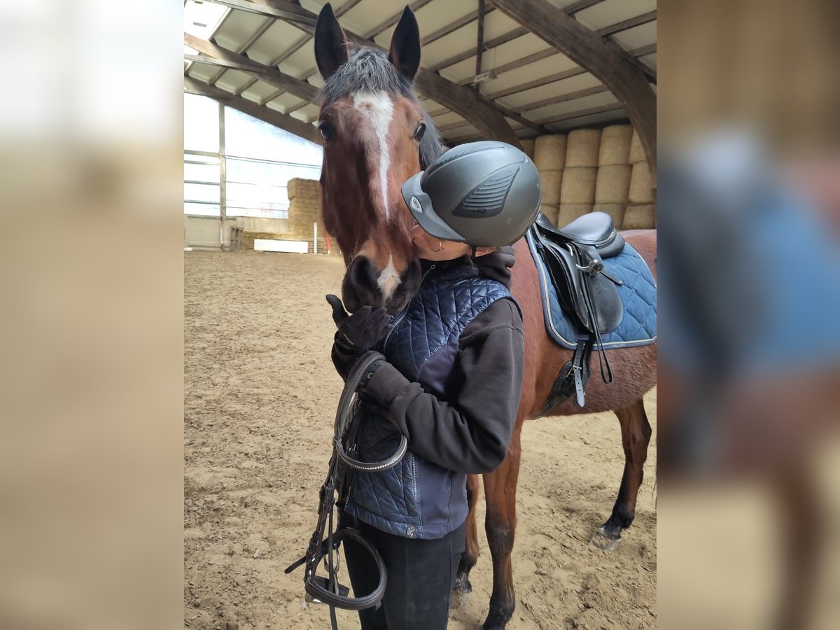 Lusitanos Wallach 10 Jahre 165 cm Brauner in Uettligen