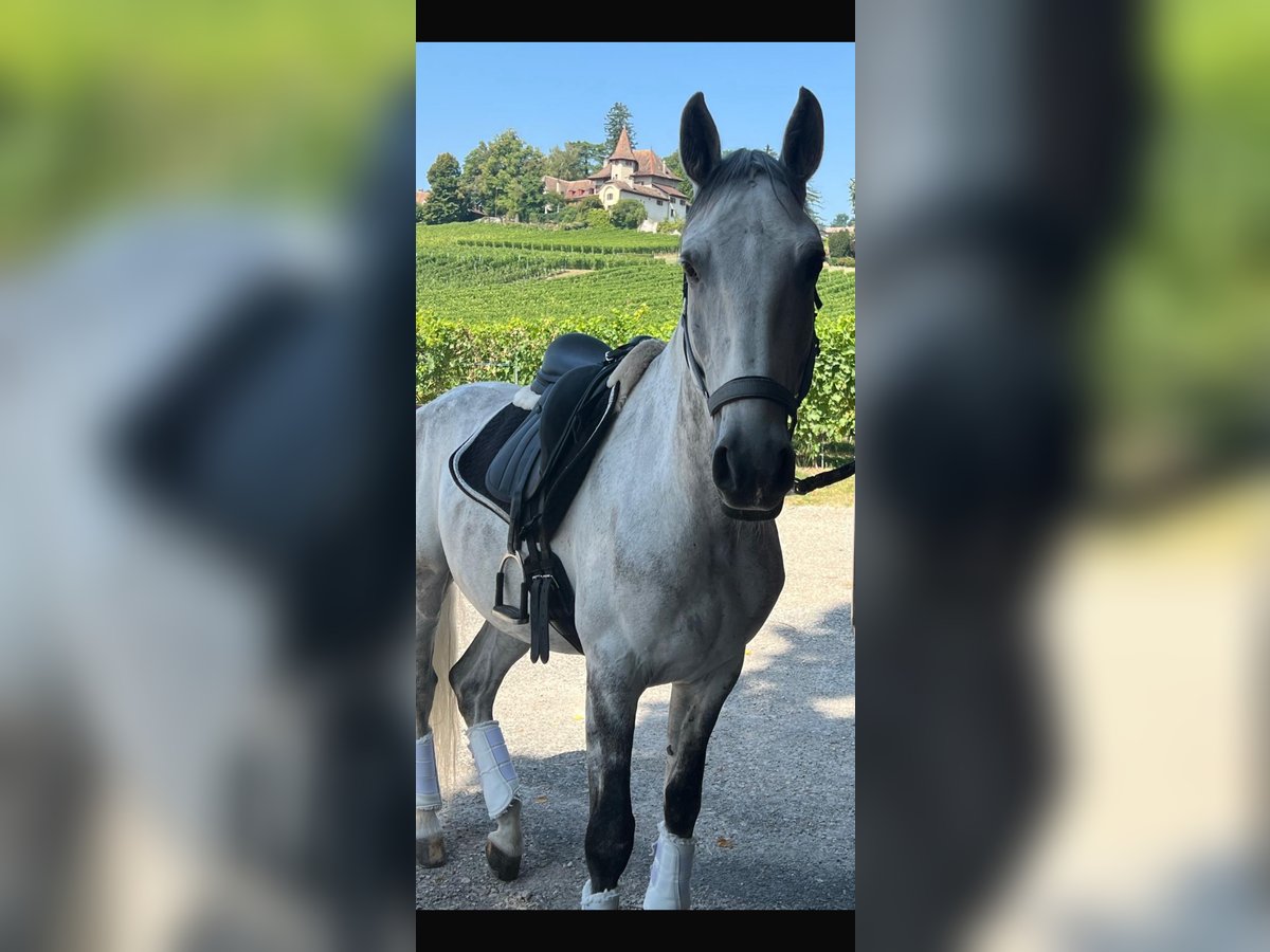 Lusitanos Wallach 10 Jahre 165 cm Schimmel in Begnins