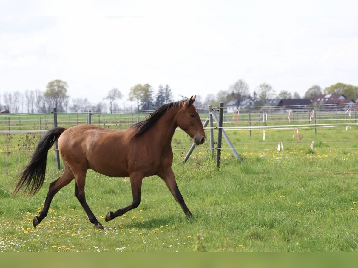 Lusitanos Wallach 10 Jahre Brauner in Haar