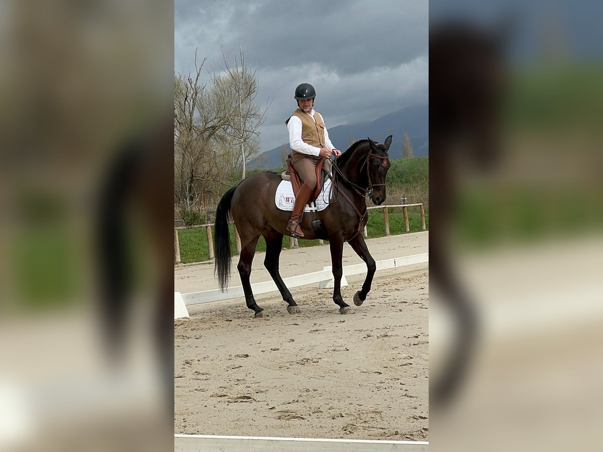 Lusitanos Mix Wallach 10 Jahre Rappe in Impruneta