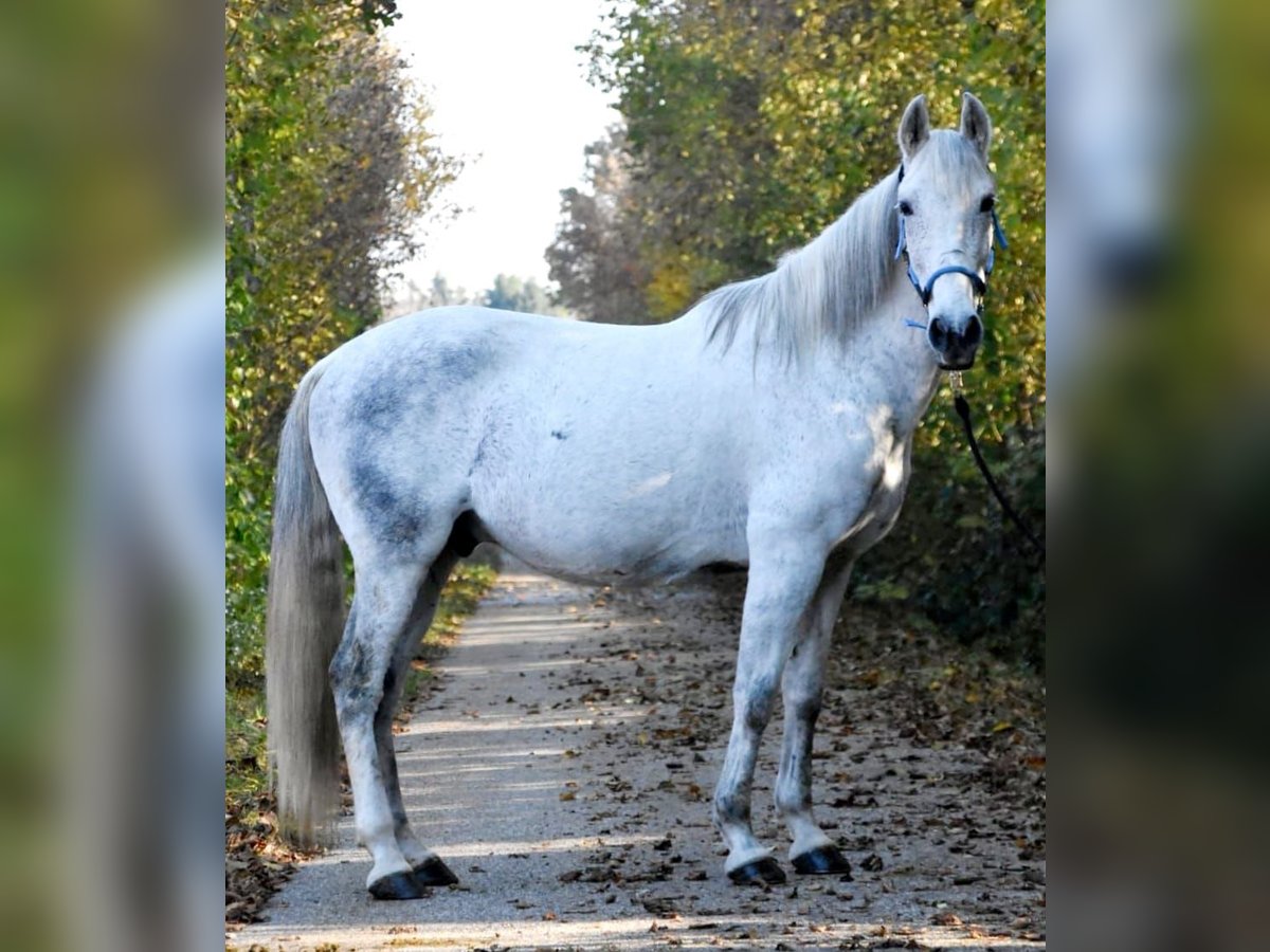 Lusitanos Wallach 11 Jahre 152 cm Fliegenschimmel in Simbach