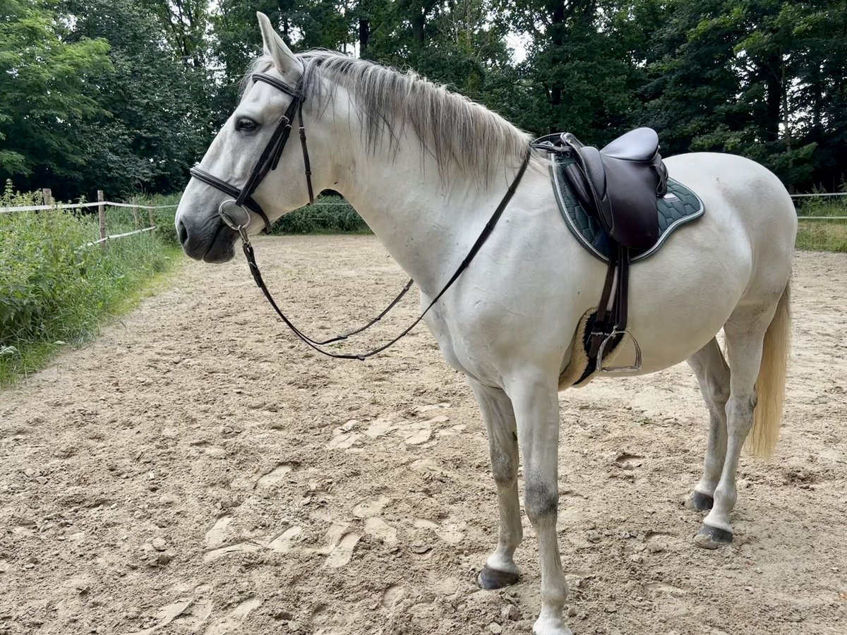 Lusitanos Wallach 11 Jahre 153 cm Schimmel in Herrnhut