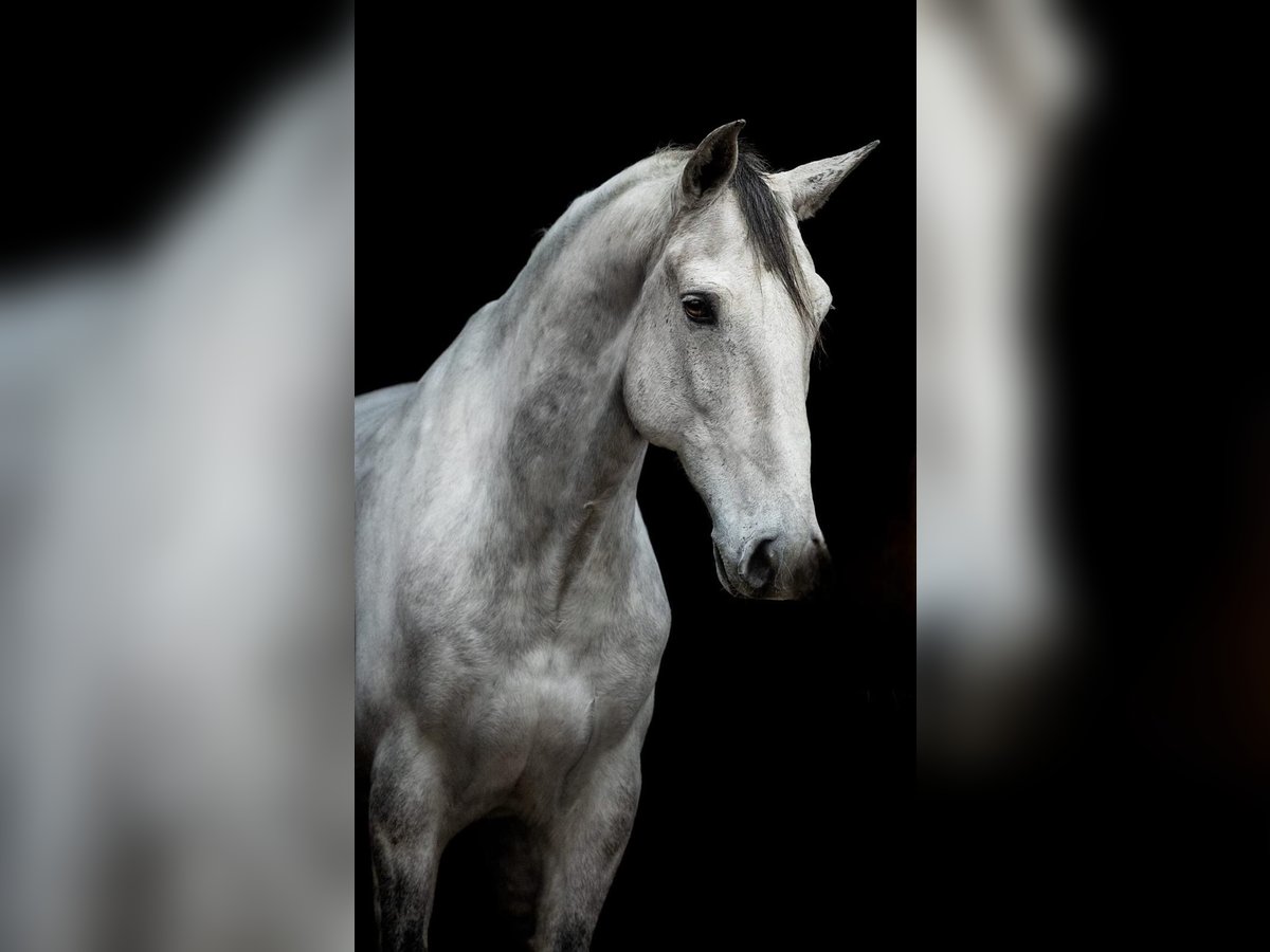 Lusitanos Wallach 11 Jahre 156 cm Schimmel in Kiel