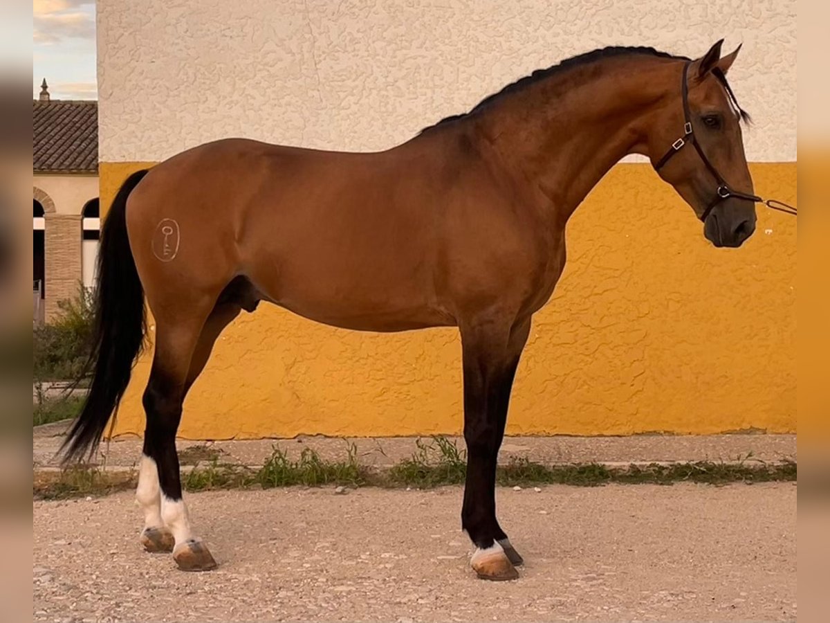 Lusitanos Wallach 11 Jahre 162 cm Falbe in Xàtiva