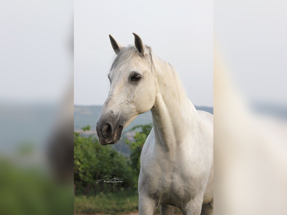 Lusitanos Wallach 11 Jahre Schimmel in Geisenheim