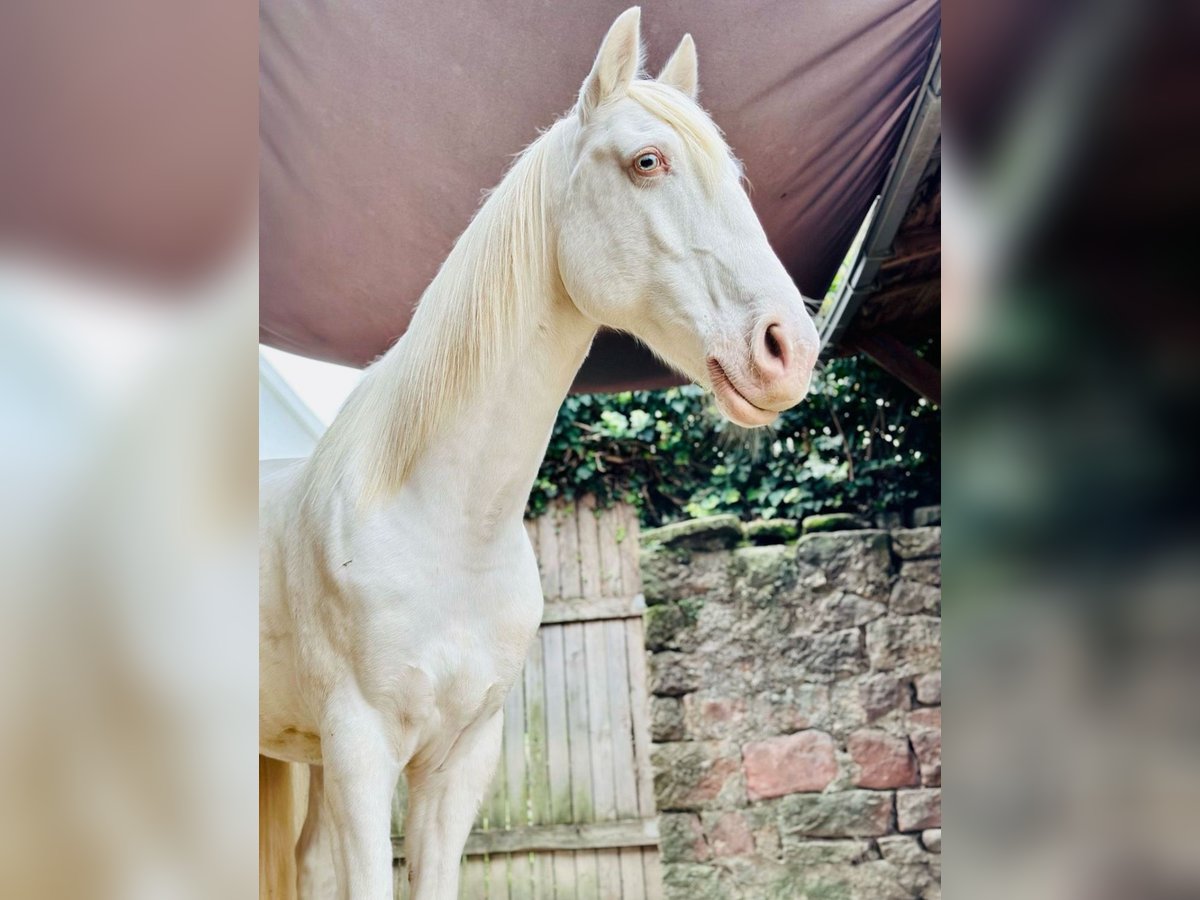 Lusitanos Wallach 12 Jahre 153 cm Cremello in Winden im Elztal