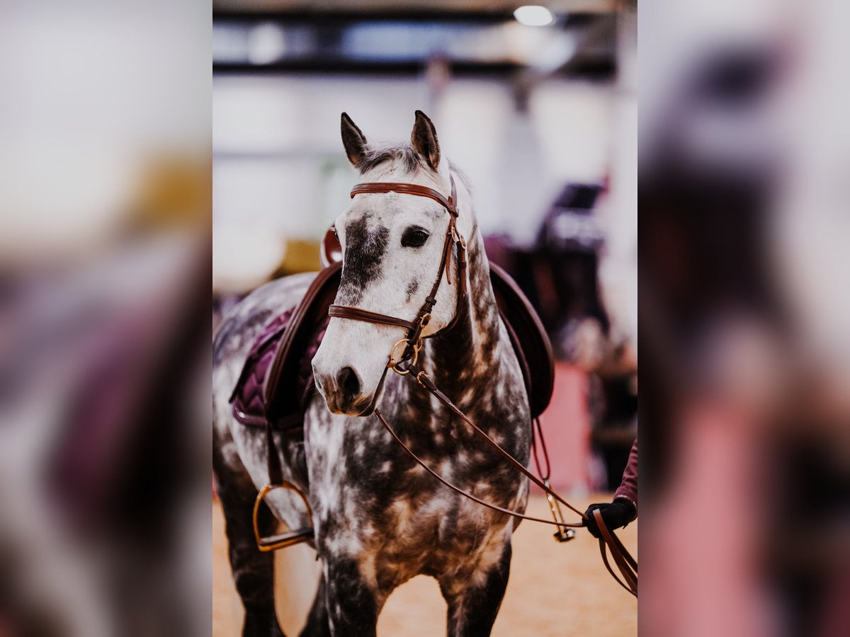 Lusitanos Wallach 12 Jahre 160 cm Apfelschimmel in Dischingen