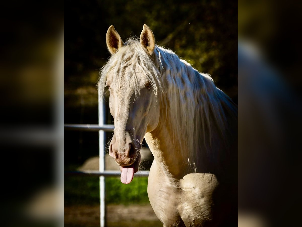 Lusitanos Wallach 12 Jahre 160 cm Cremello in Seeg