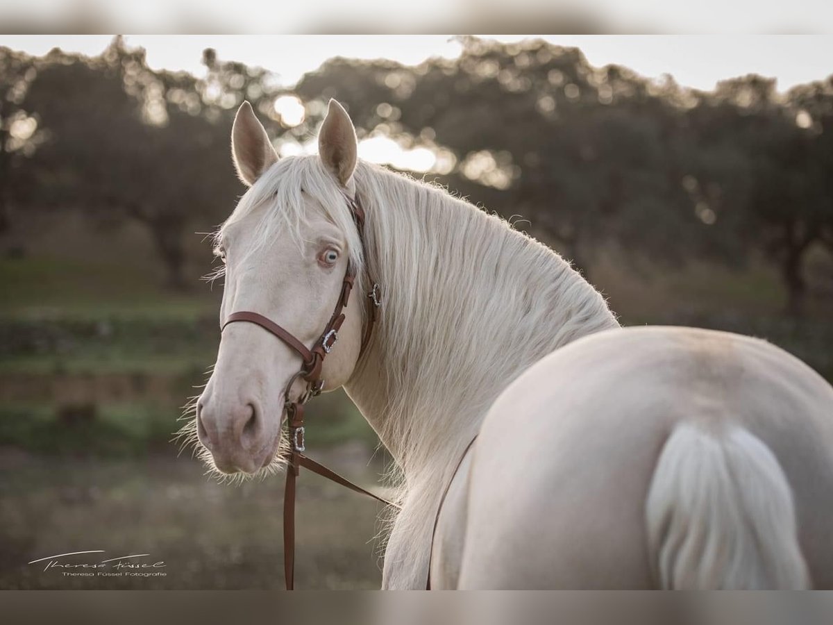 Lusitanos Wallach 12 Jahre 160 cm Cremello in R&#xFC;ckholz
