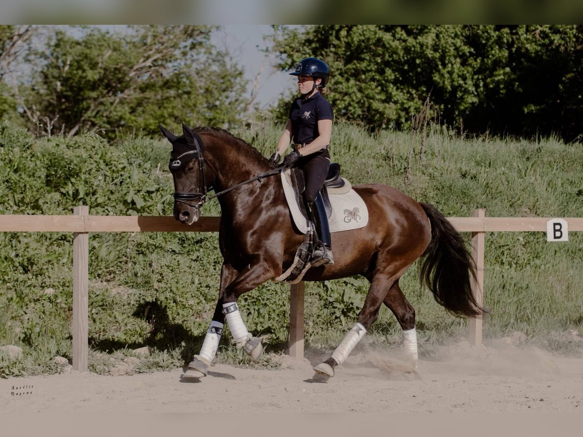 Lusitanos Wallach 12 Jahre 160 cm Dunkelbrauner in Tullins