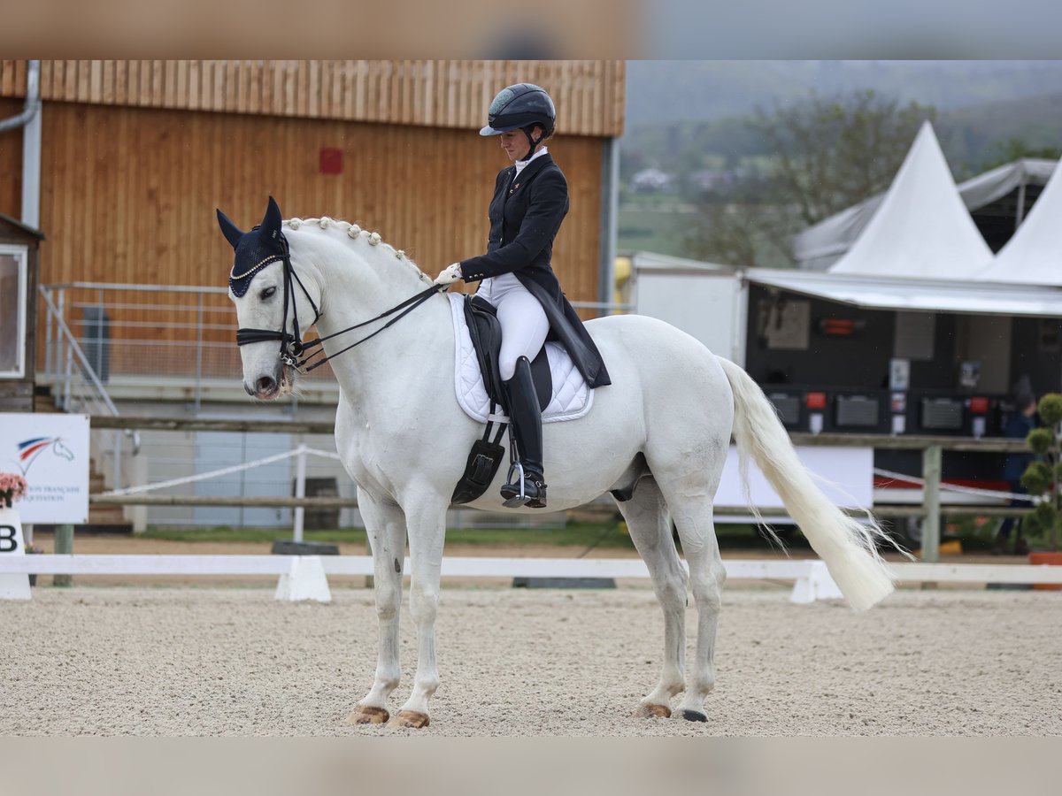 Lusitanos Wallach 12 Jahre 166 cm Schimmel in Étaux