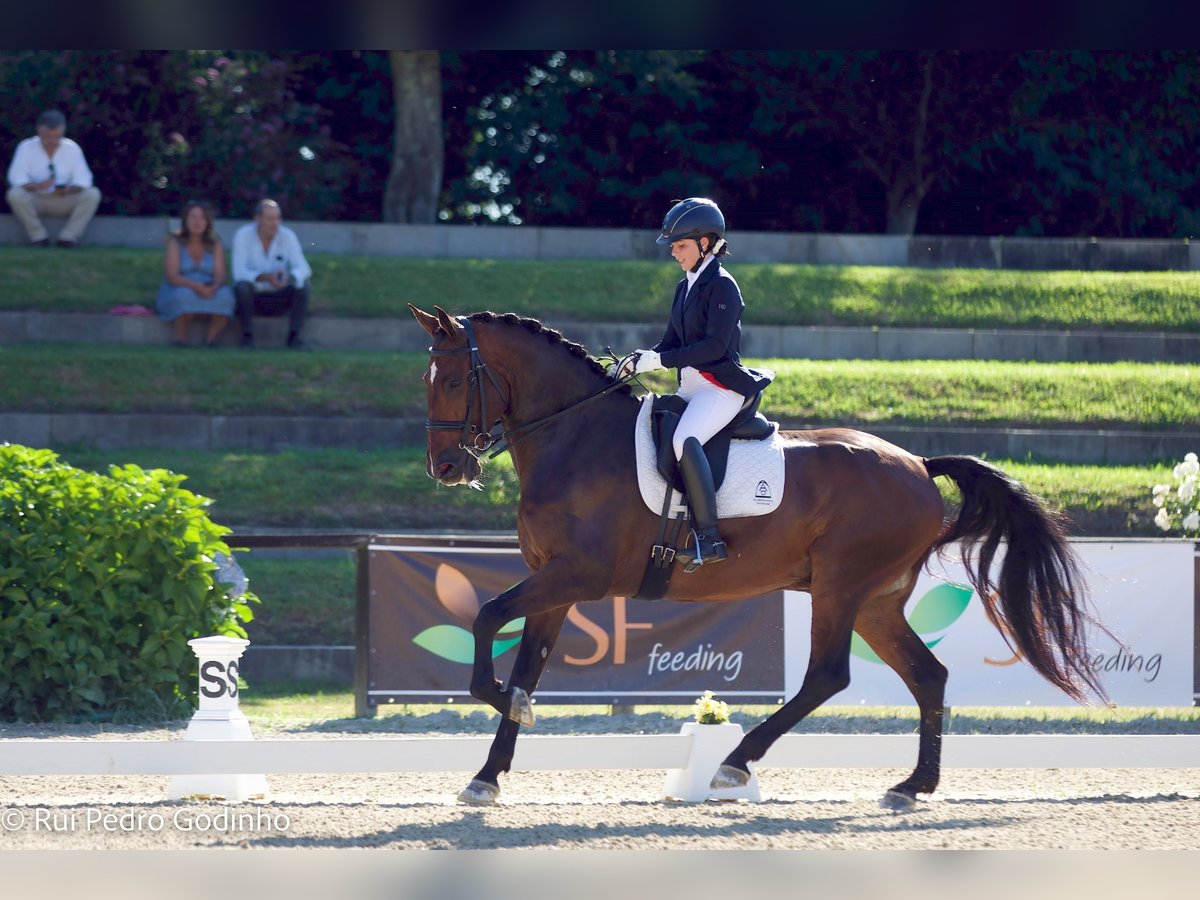 Lusitanos Wallach 12 Jahre 169 cm Brauner in Avis