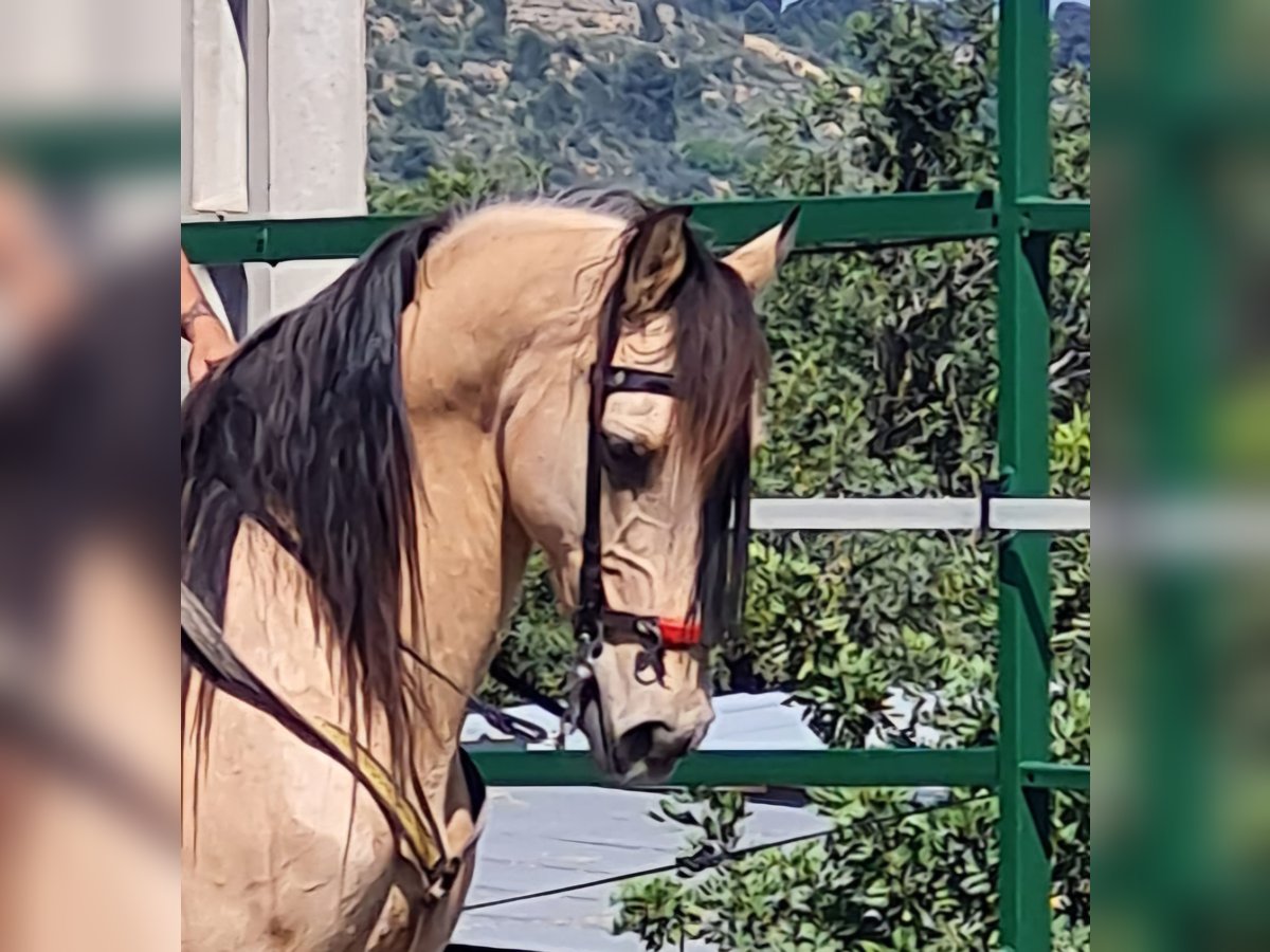 Lusitanos Wallach 13 Jahre 149 cm Buckskin in Villar Del Arzobispo