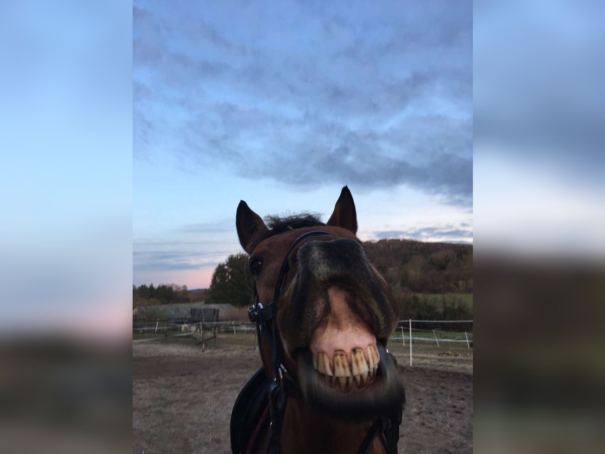 Lusitanos Wallach 13 Jahre 150 cm Brauner in Gondelsheim Lusitanos Wallach 13 Jahre 150 cm Brauner in Gondelsheim